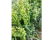 银缕梅——媲美大熊猫的活化石树种，国家一级保护野生植物