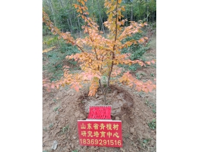 银缕梅