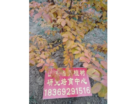 银缕梅