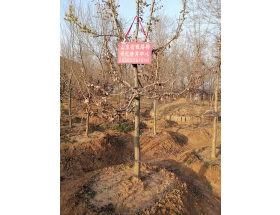 银缕梅